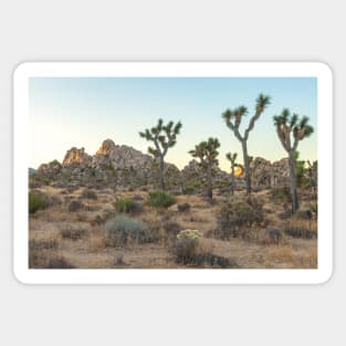 Joshua Tree Morning Sticker